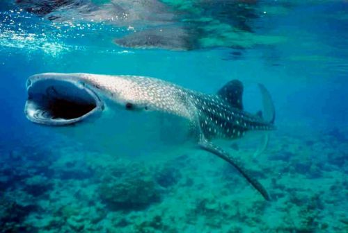 Le requin-baleine